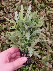 Hygrophila pinnatifida Premium POT