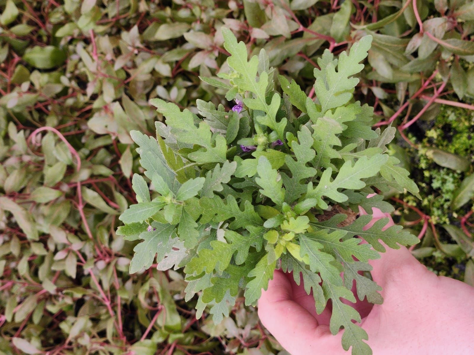 Hygrophila pinnatifida Premium POT