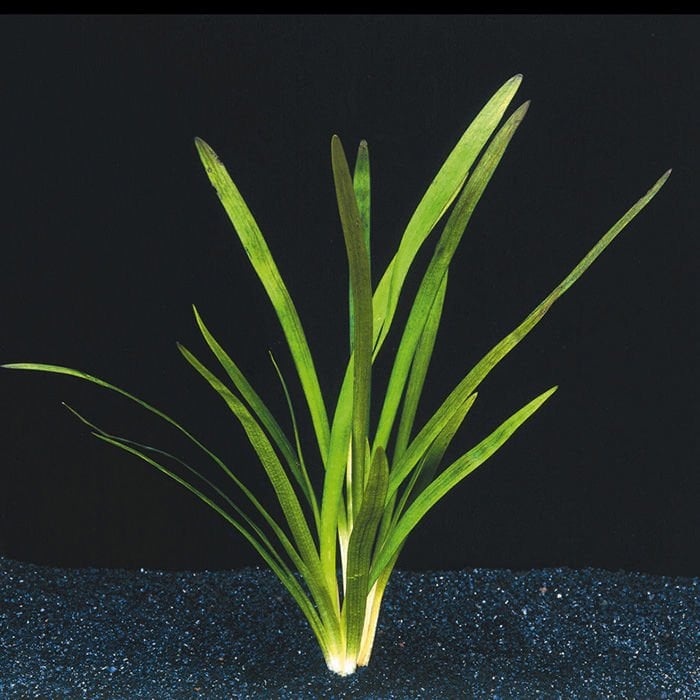 Sagittaria platyphylla İTHAL BUKET ÖN SİPARİŞ