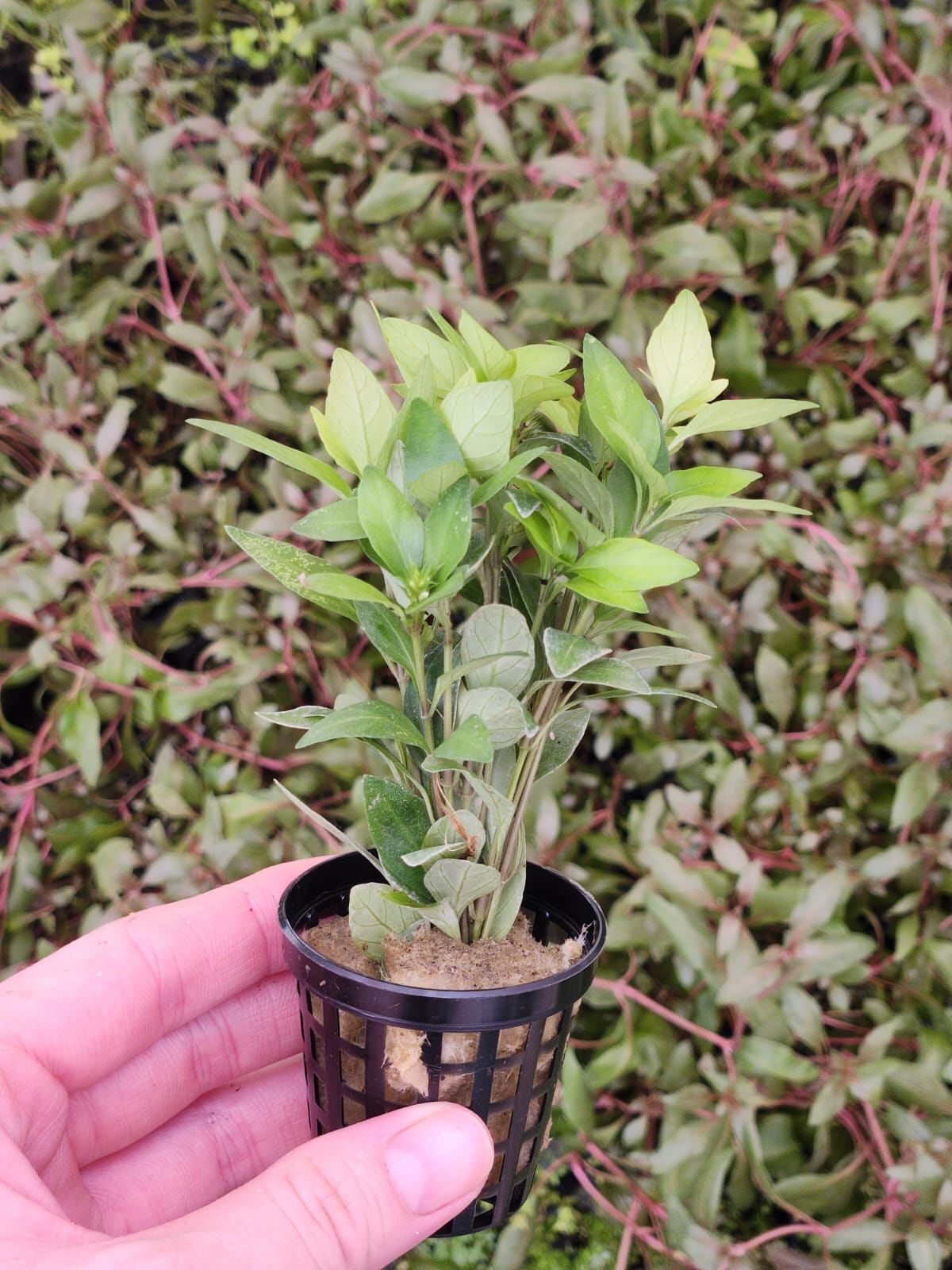 Staurogyne sao paulo Premium POT