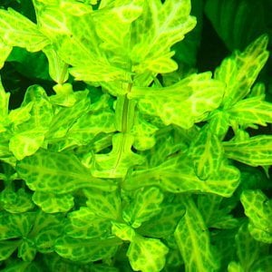 Shinnersia rivularis İTHAL BUKET ÖN SİPARİŞ