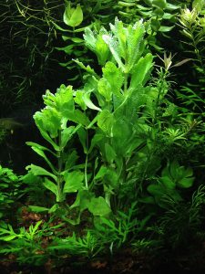 Shinnersia rivularis İTHAL BUKET ÖN SİPARİŞ