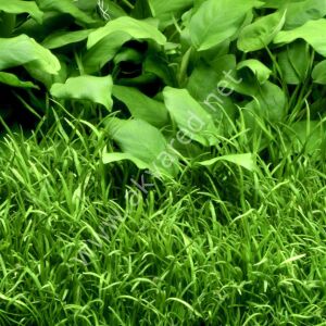 Lilaeopsis novaezelandiae Premium POT