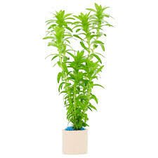 Tonina fluviatilis İTHAL BUKET ÖN SİPARİŞ