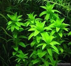 Tonina fluviatilis İTHAL BUKET ÖN SİPARİŞ