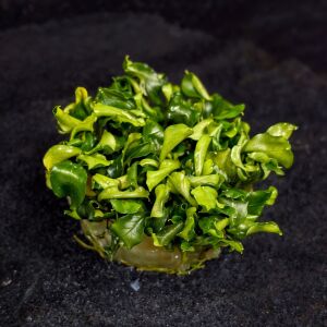 Bucephalandra wavy green Premium POT
