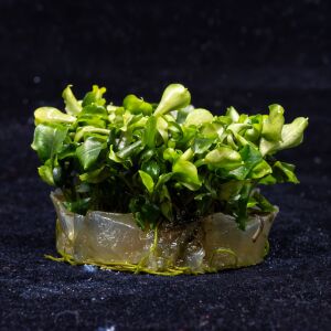Bucephalandra wavy green Premium POT