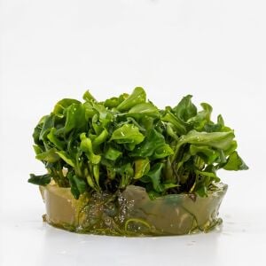 Bucephalandra wavy green Premium POT
