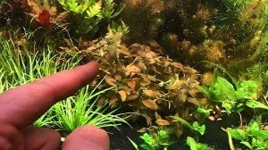 Hygrophila lacustris brown SAKSI