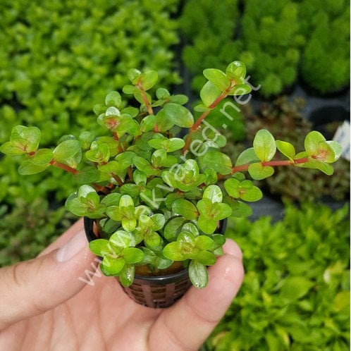 Rotala rotundifolia red İTHAL BUKET