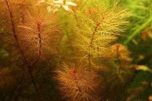 Myriophyllum tuberculatum İTHAL BUKET