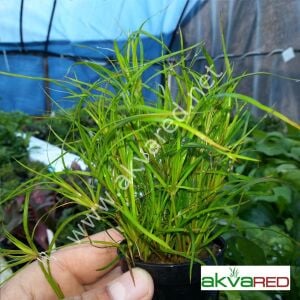 Juncus repens Premium POT