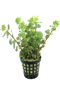 Rotala mexicana bangladesh SAKSI