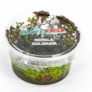Rotala colorata IN VITRO CUP
