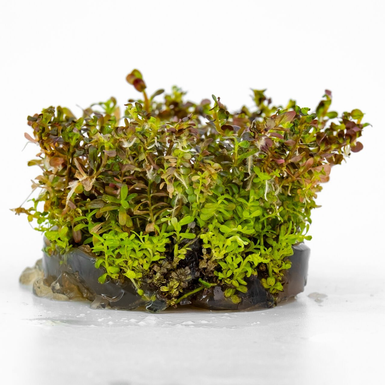 Rotala colorata IN VITRO CUP