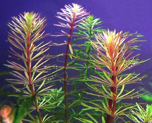 Rotala mexicana bangladesh SAKSI