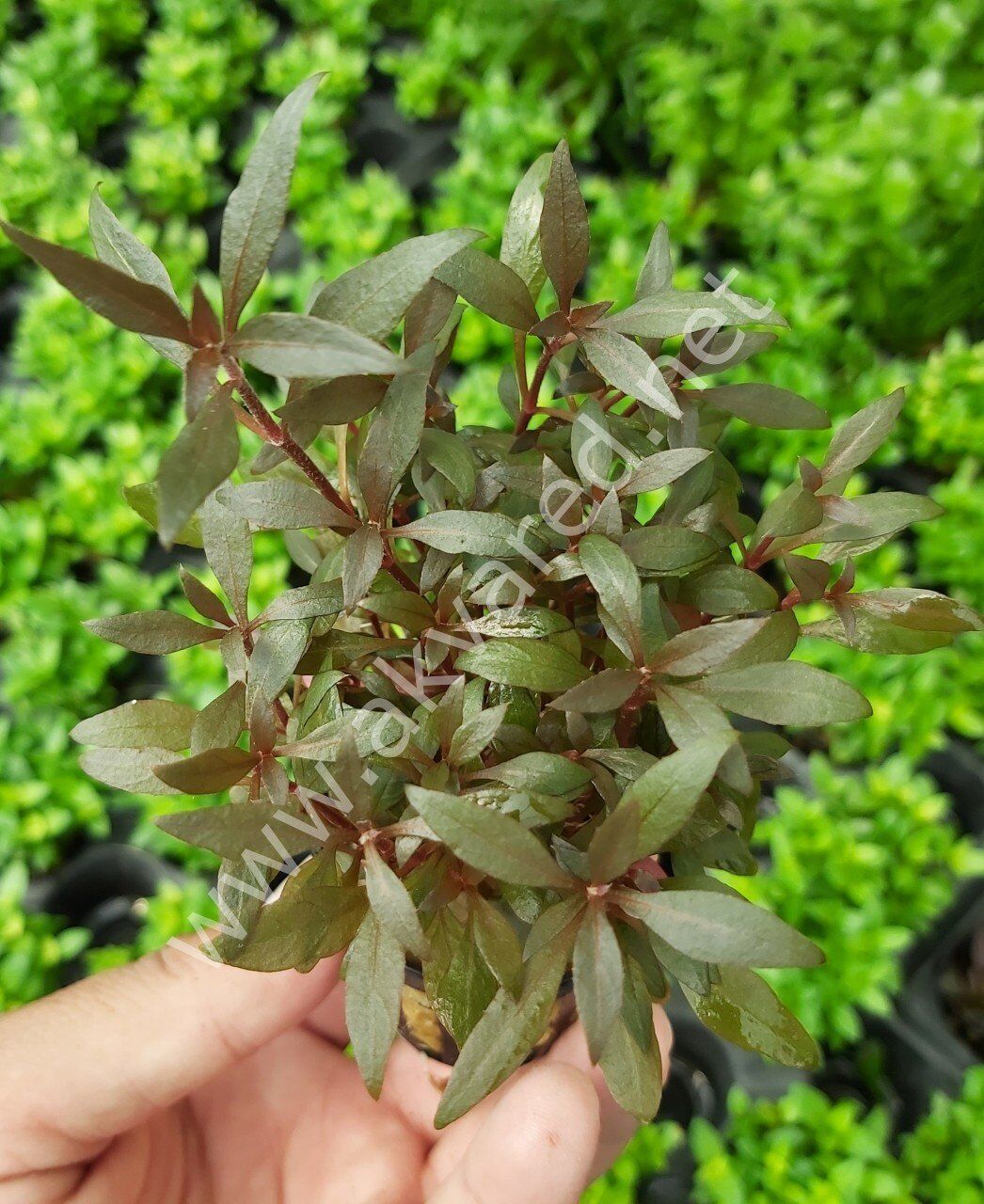 Alternanthera reineckii mini Premium POT