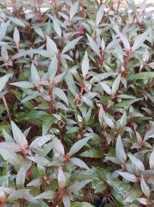 Alternanthera reineckii mini Premium POT