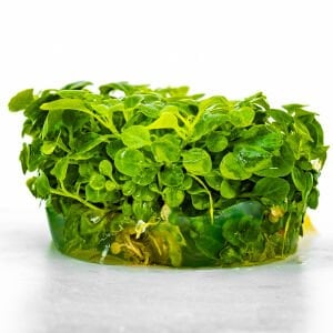 Lobelia cardinalis mini IN VITRO CUP