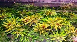 Limnophila aromatica Premium POT