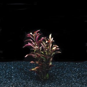 Alternanthera bettzickiana red İTHAL BUKET