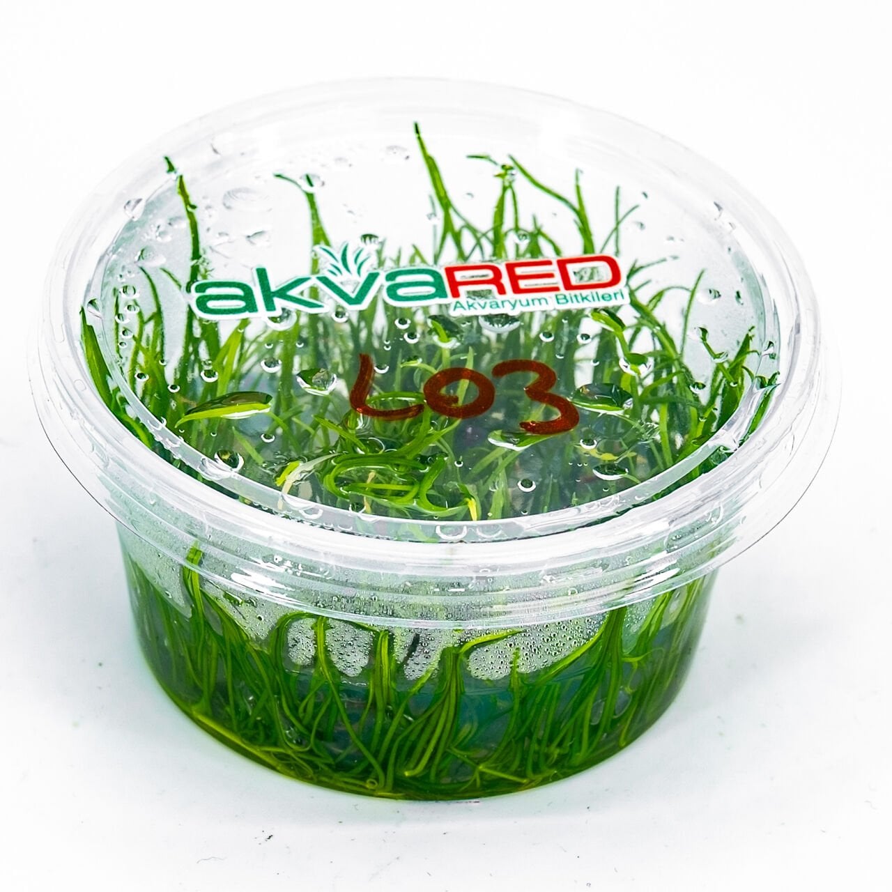 Lilaeopsis mauritiana IN VITRO CUP