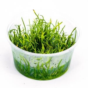 Lilaeopsis mauritiana IN VITRO CUP