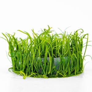 Lilaeopsis mauritiana IN VITRO CUP