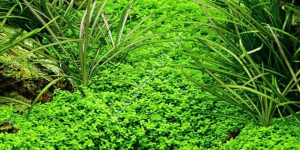 Hemianthus callitrichoides cuba SAKSI