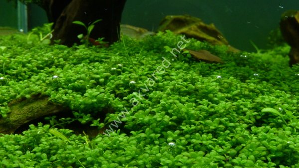 Hemianthus callitrichoides cuba SAKSI