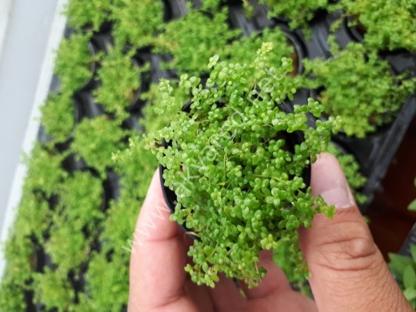 Hemianthus callitrichoides cuba SAKSI