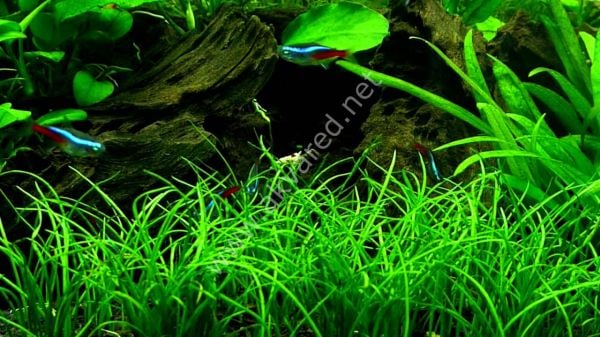 Lilaeopsis mauritiana IN VITRO CUP