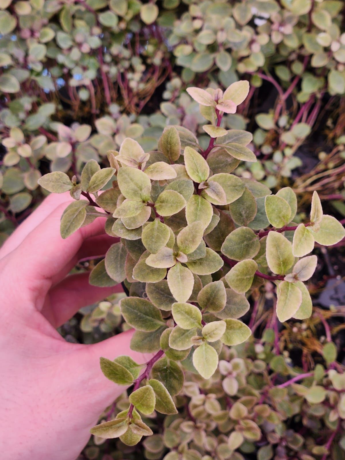 Lobelia cardinalis Premium POT