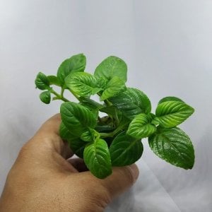 Limnophila sp butterfly İTHAL BUKET