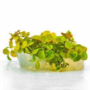 Phyllanthus fluitans red  IN VITRO CUP