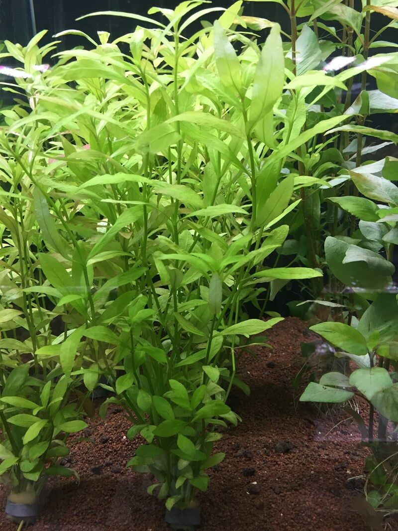 Hygrophila polysperma ceylon İTHAL BUKET 