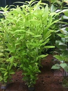 Hygrophila polysperma ceylon İTHAL BUKET 