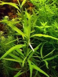 Hygrophila polysperma ceylon İTHAL BUKET 