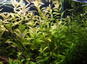 Hygrophila polysperma ceylon İTHAL BUKET 