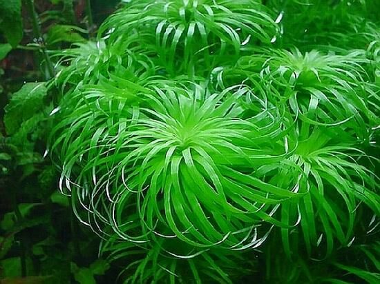 Tonina sp. belem İTHAL BUKET