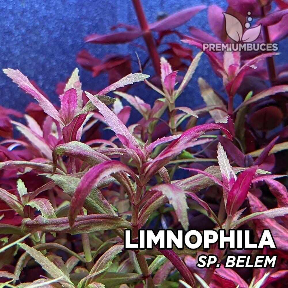 Limnophila sp. belem İTHAL BUKET