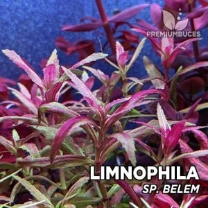 Limnophila sp. belem İTHAL BUKET