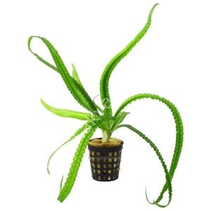 Crinum natans KRIBIA (Soğan) ADET