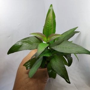 Hygrophila siamensis red İTHAL BUKET