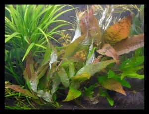 Hygrophila siamensis red İTHAL BUKET