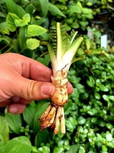 Crinum natans KRIBIA (Soğan) ADET