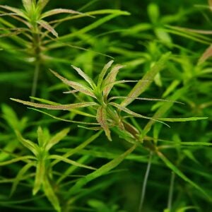 Limnophila mini Vietnam İTHAL BUKET