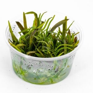 Echinodorus rose IN VITRO CUP