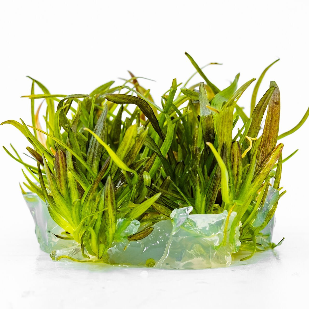 Echinodorus rose IN VITRO CUP