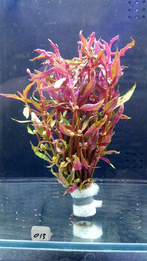 Alternanthera reineckii variegated İTHAL BUKET 